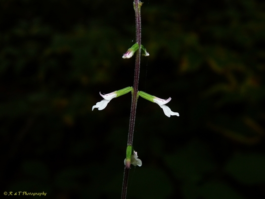 {Phryma leptostachya}